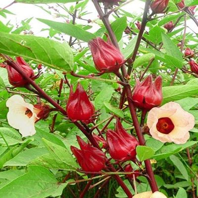 Hạt giống hoa bụt giấm/ atiso đỏ