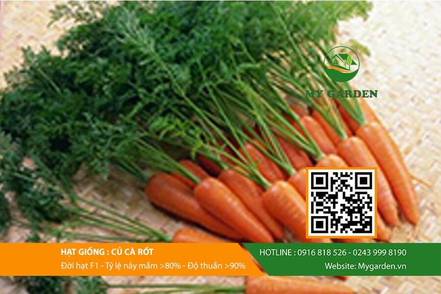 Hạt Giống Cà Rốt Rd 507 Rạng Đông Gói 5Gram