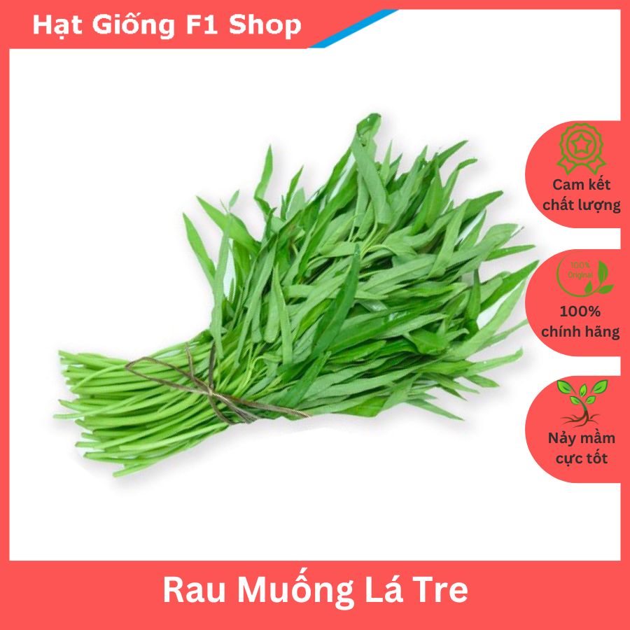 Hạt Giống Rau Muống Lá Tre Thái Lan Dễ Trồng