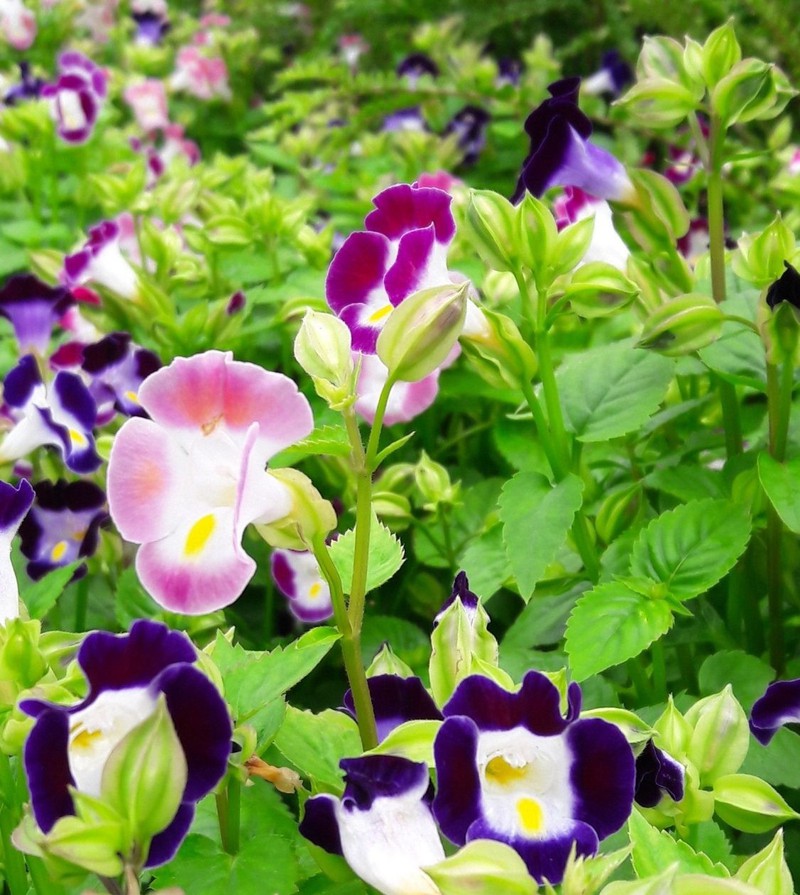 Túi 10 Hạt giống hoa Mắt nai mix