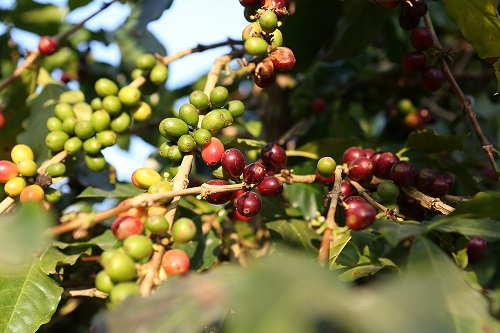 Cà phê Arabica ARAMOUR nguyên chất - 500gr