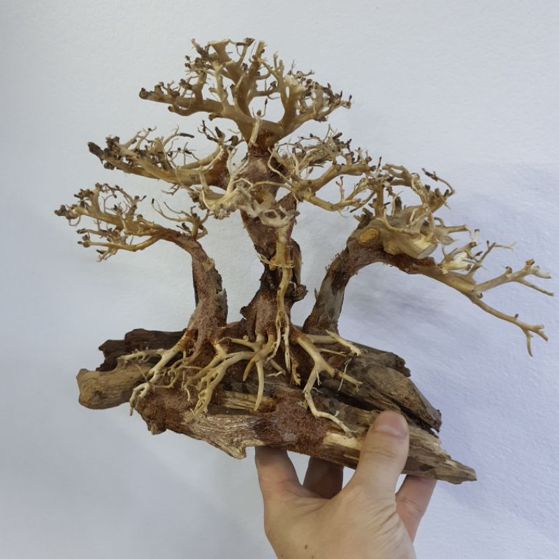 Cây lũa bonsai trang trí hồ bể cá thủy sinh đẹp giá rẻ