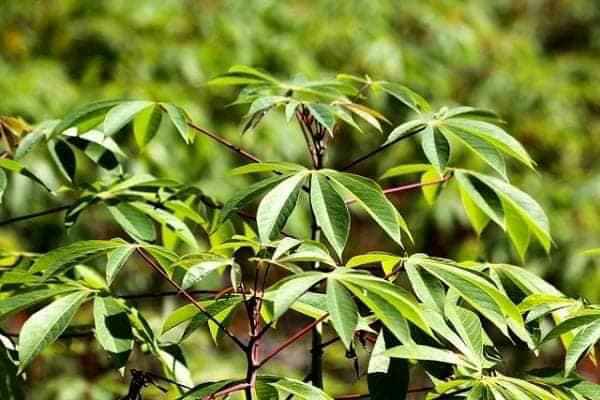 cây giống khoai mì ruột vàng (3 tháng thu hoạch)