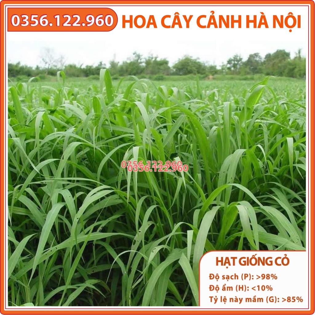 Hạt giống cỏ Mombasa Ghine - Cỏ xả lá lớn gói 300g - Hạt Giống Cỏ Chăn Nuôi - Cỏ Chăn Nuôi bò,dê,cừu,cá...