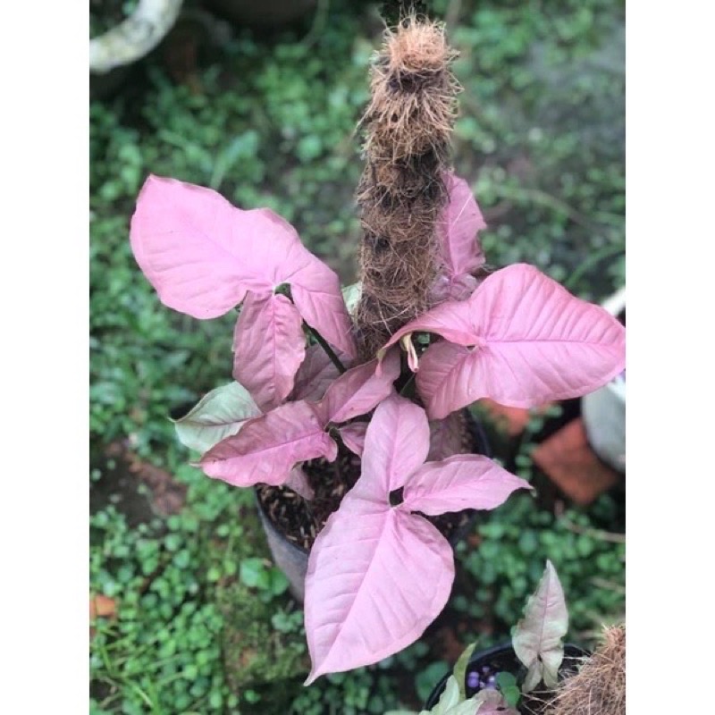 Cây giống trầu bà hồng