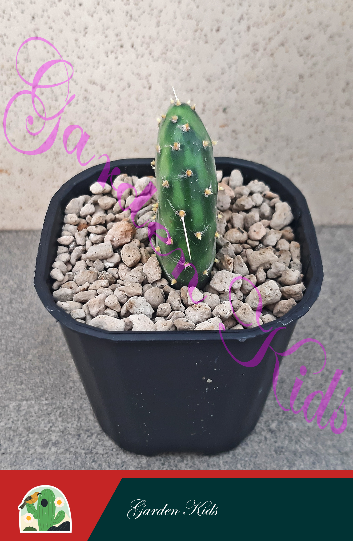 Xương rồng tai thỏ (Opuntia Decumbens)