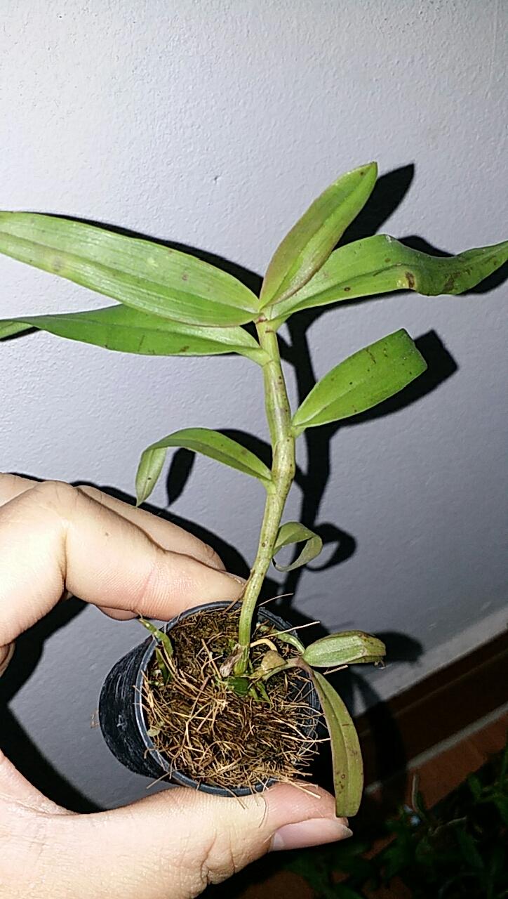 Phi điệp di linh tam bố hàng gieo hạt
