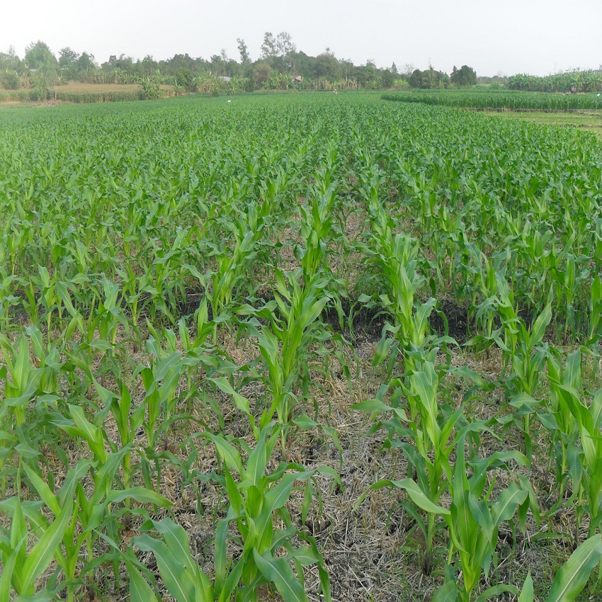 Hạt giống bắp nếp nù Thuận Điền (100gram)