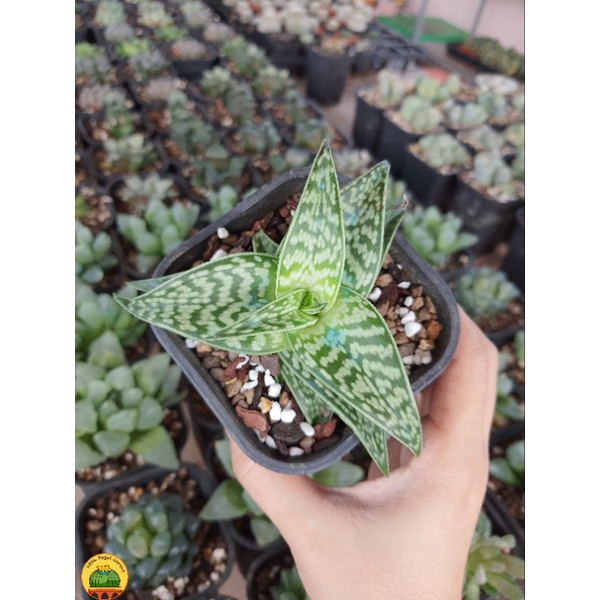 Sen đá | Aloe Variegata Tiger Aloe