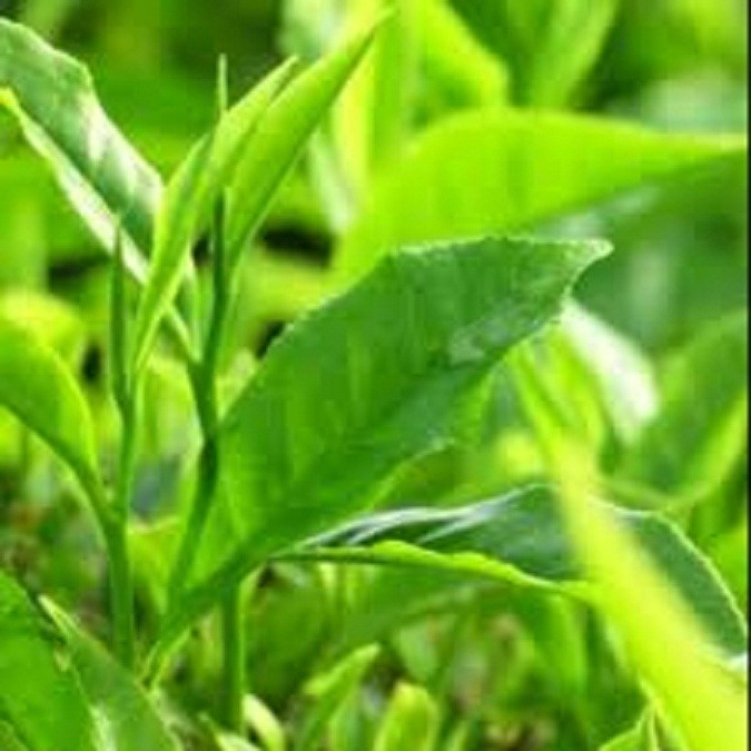 combo 3 bầu cây giống cây trà (chè ) xanh