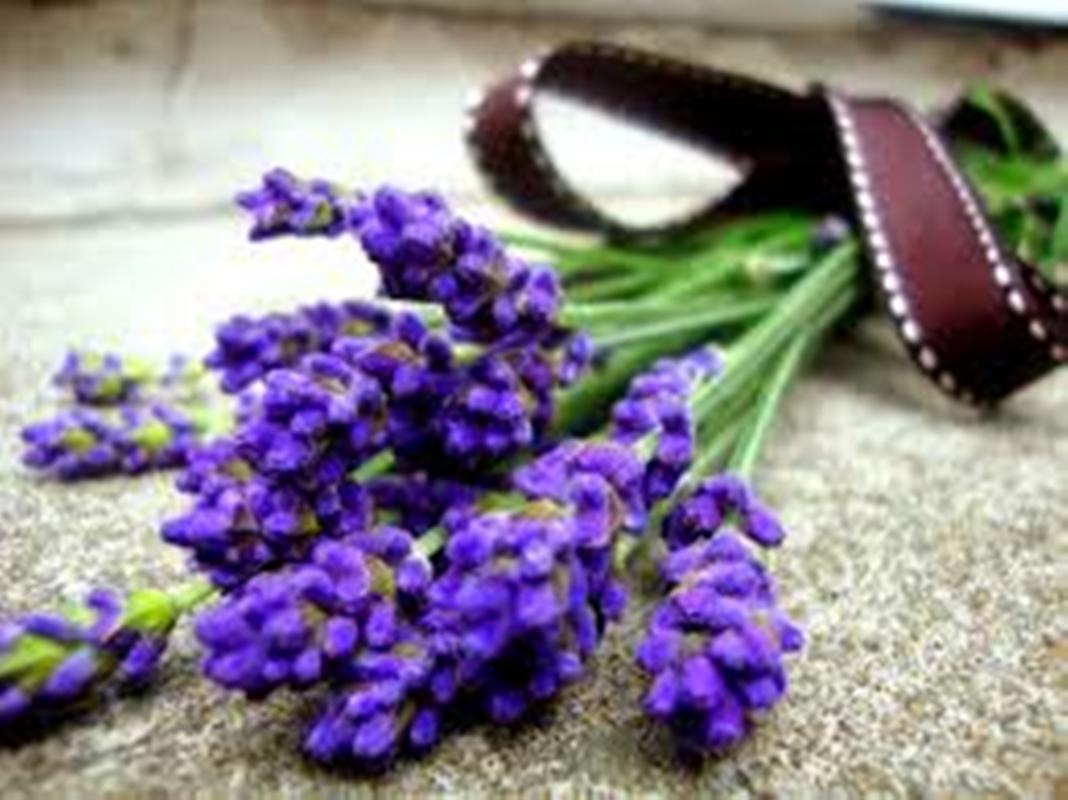 50 Hạt giống hoa oải hương