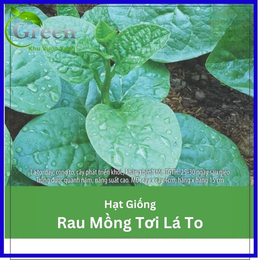 Hạt Giống Rau Mồng Tơi Lá To Dễ Trồng Và Chăm Sóc