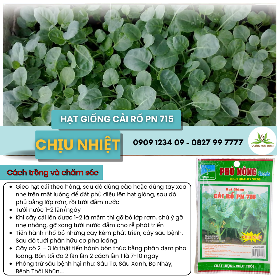 Hạt Giống CẢI RỔ Chinese PN gói 10gr,  hạt giống chắc khỏe, tỉ lệ nẩy mầm cao (Vườn Sài Gòn)