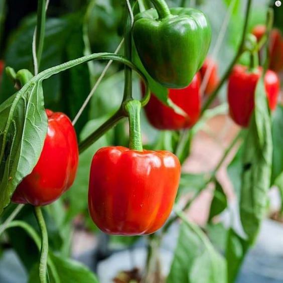 Hạt giống ớt ngọt f1 - gói 10 hạt