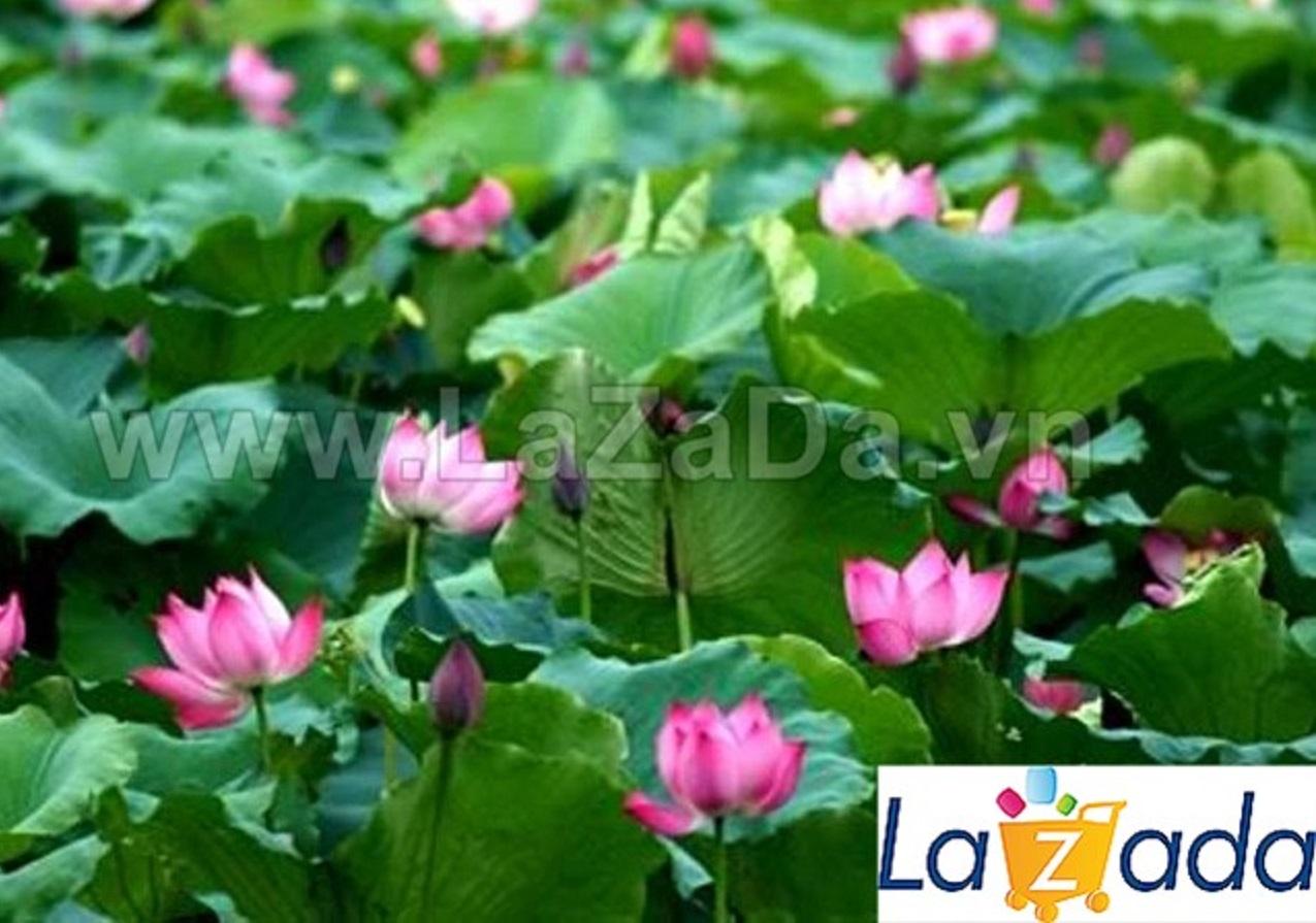 15h Hạt Giống Sen Ta Mix (C1.103| -KD: A8*V21*M111)