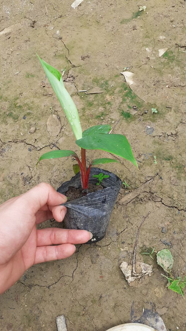 2 cây chuối đỏ dacca