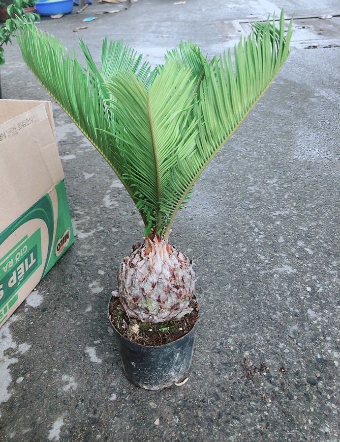 Chậu Vạn Tuế
