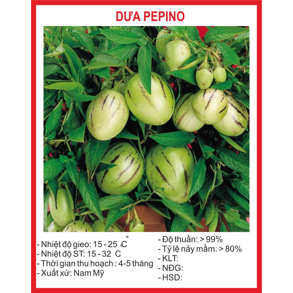 Hạt giống Dưa Pepino - 4 Hạt (Dưa Nam Mỹ)