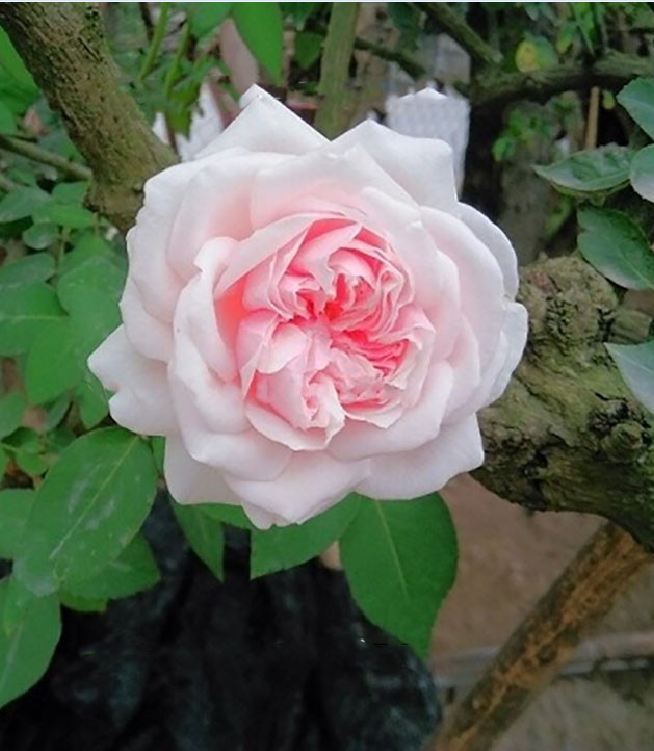 Hạt giống hoa hồng vân khôi ( 20 hạt/Kèm gói kích hạt nảy mầm )
