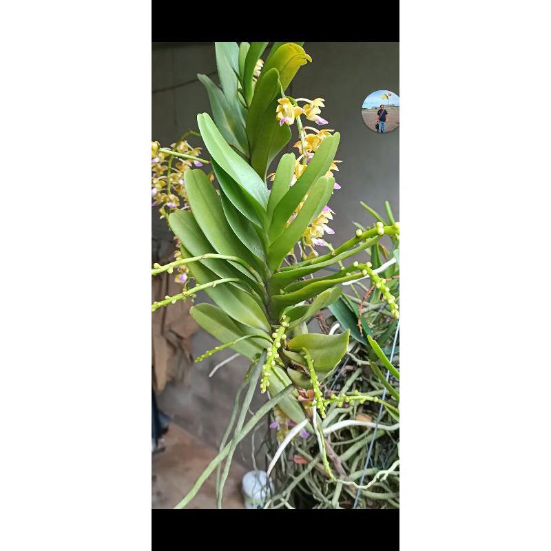 NHẠN RỪNG T8 GIA LAI