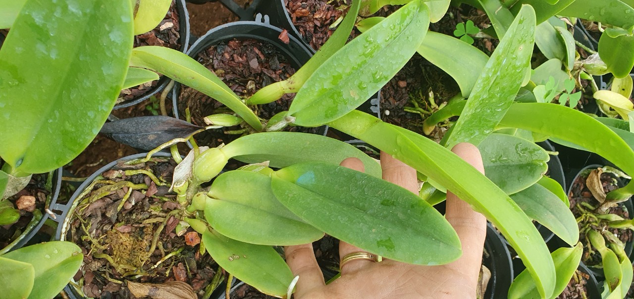 cattleya 5 màu size trung 2 năm tuổi