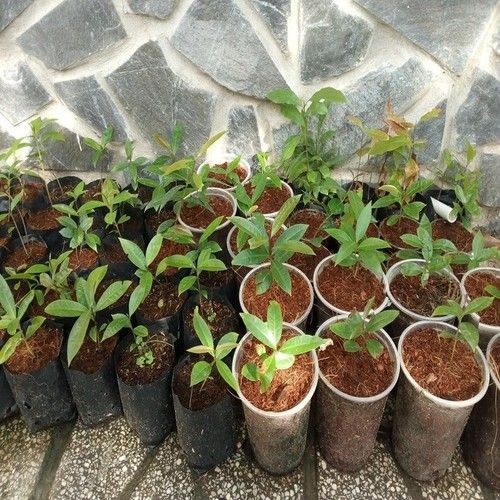 CÂY LÝ, CÂY MẬN LÝ SIÊU QUẢ ươm bằng hạt