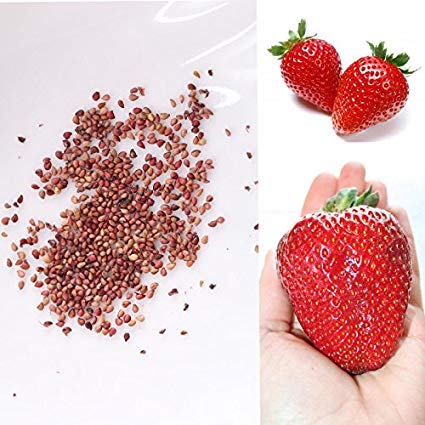 Hạt giống dâu tây trái đỏ