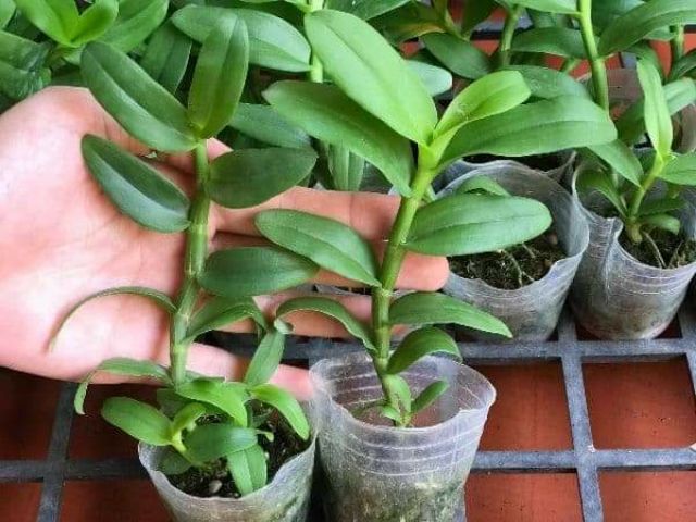 Hoa phong lan - 5 cánh trắng bạch tuyết