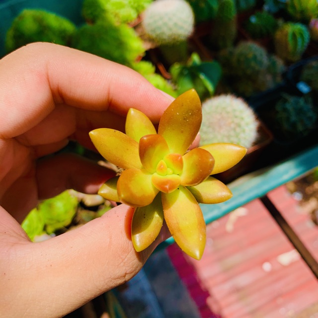 SEN ĐÁ ĐÁ CAM SIZE MINI SIÊU KHOẺ ĐẸP LỖI 1 ĐỔI 1
