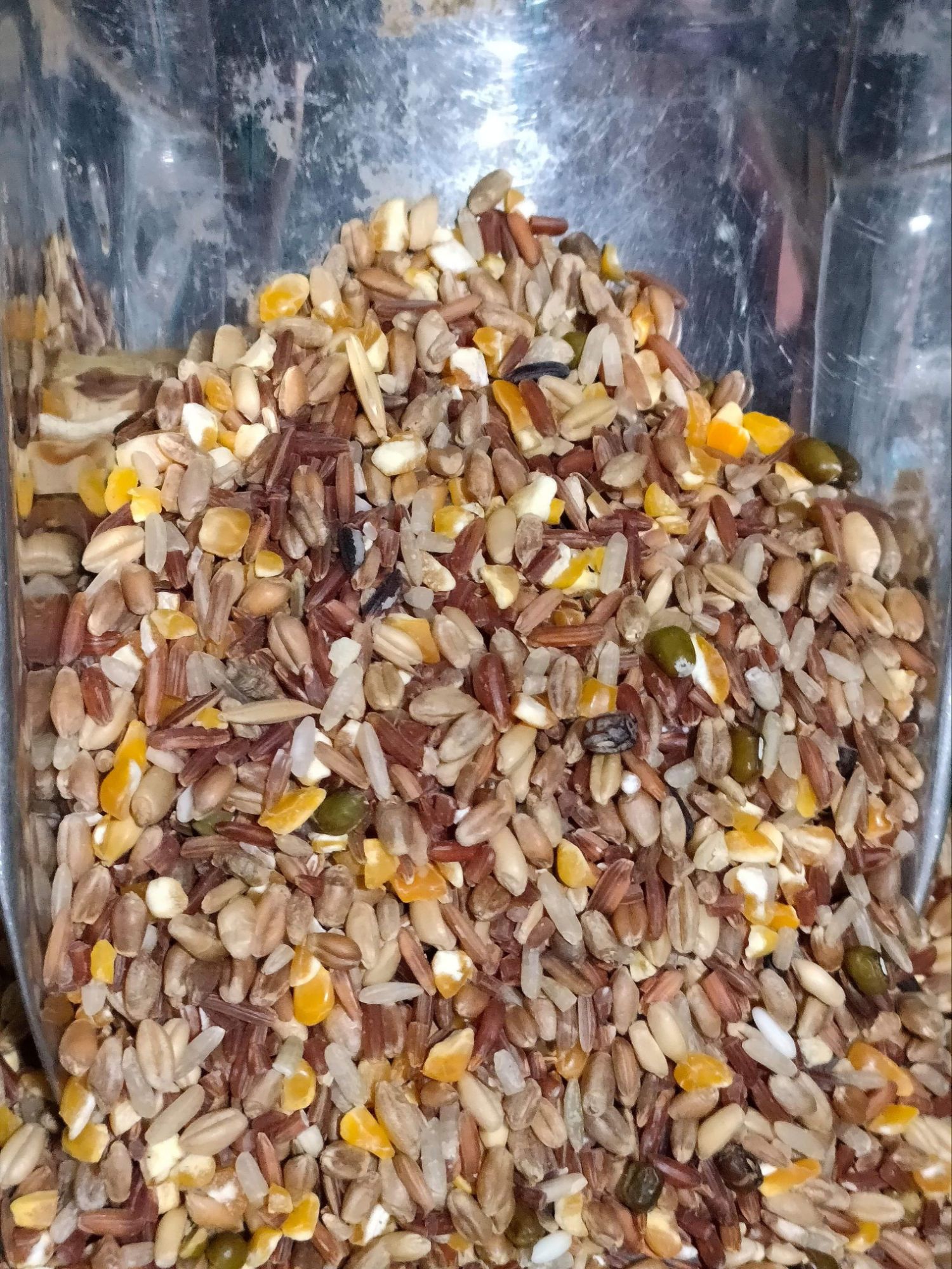 Ngũ cốc cho gà đá