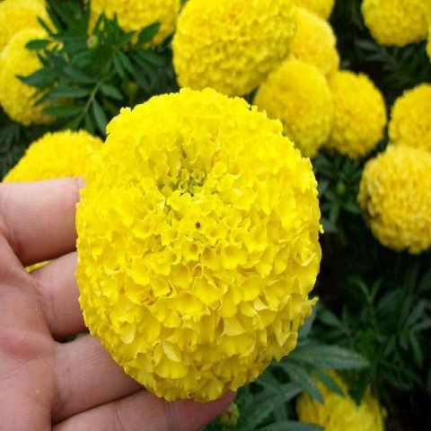 Hạt giống hoa Cúc Vạn Thọ Vàng