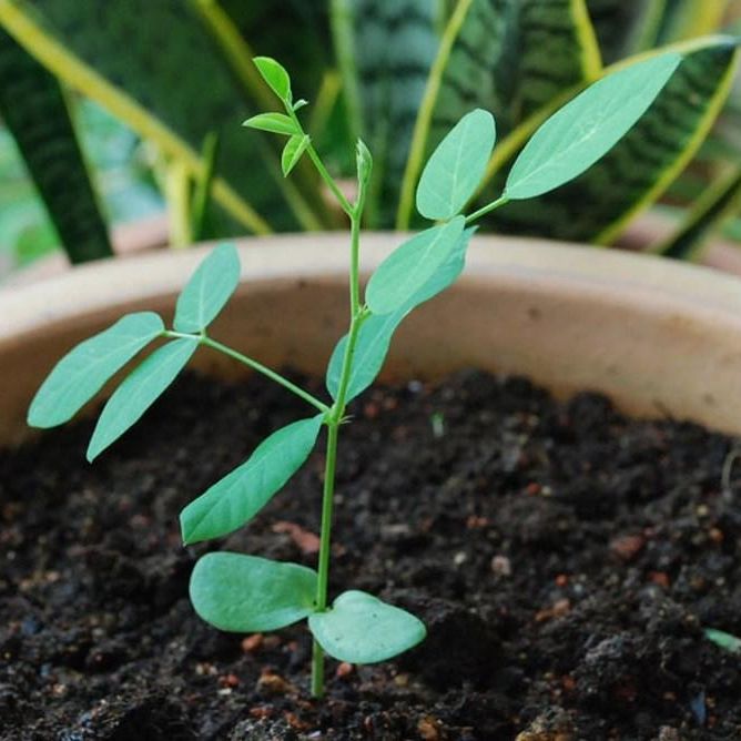 Hạt Giống Hoa Đậu Biếc Gói (2gr)