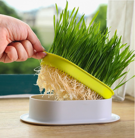 Khay trồng cỏ mèo thủy sinh