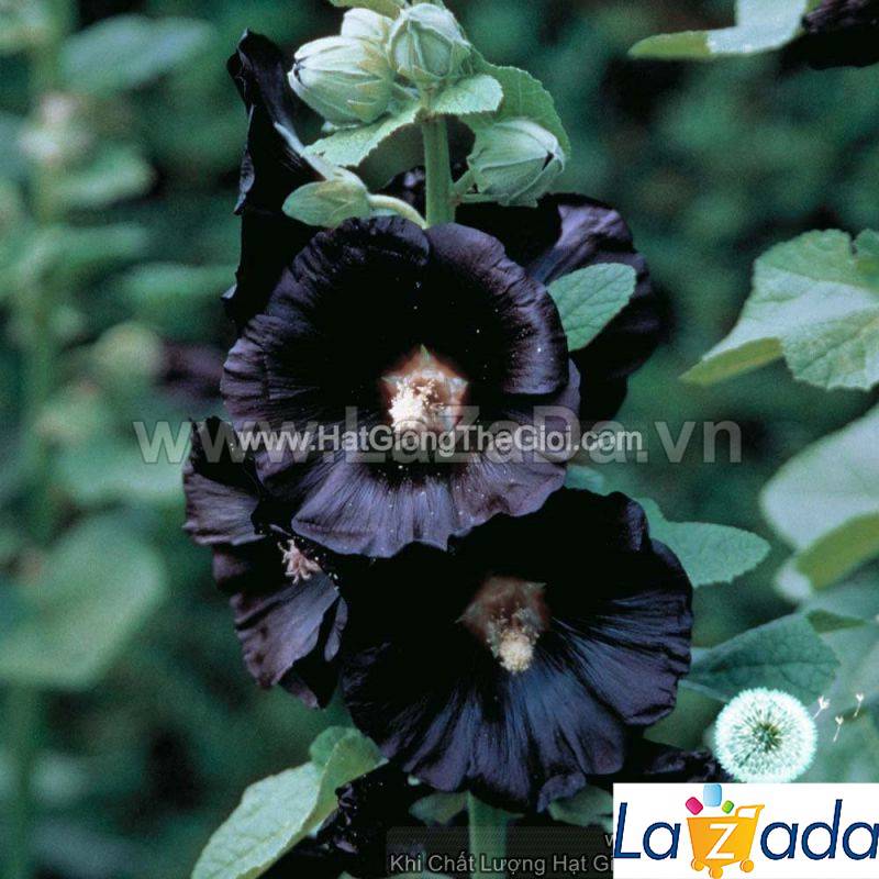1Gr 100.HAT Hạt Giống Hoa Mãn Đình Hồng Đen (KD| -KD: B18*V34*M211)