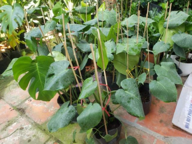 (shop uy tín) Trầu bà Lá Xẻ Nam Mỹ (Monstera deliciosa)