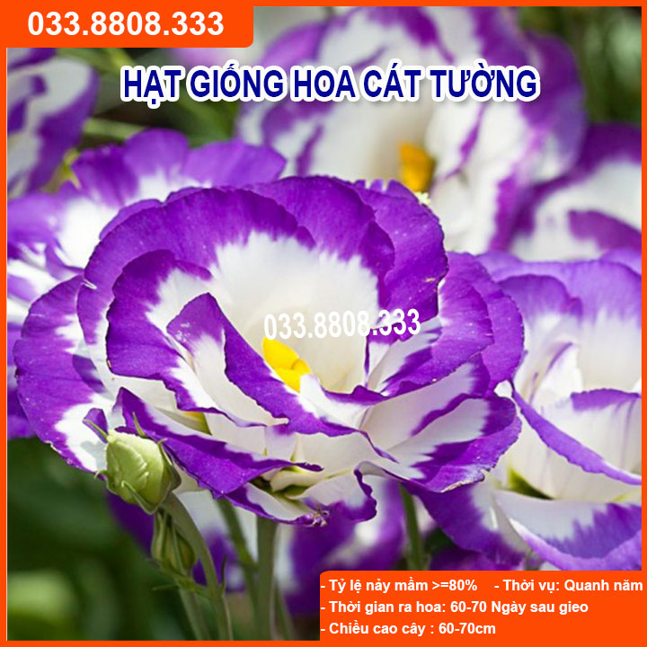 Hạt Giống Hoa Cát Tường Tím