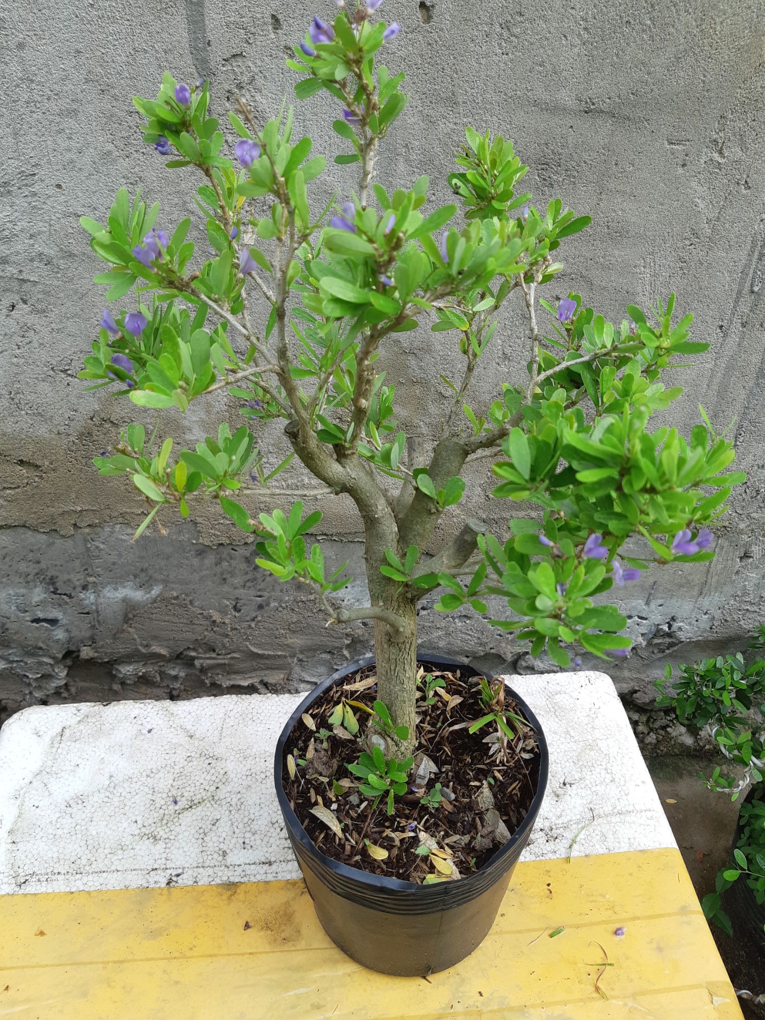 linh sam siêu bông gốc trung