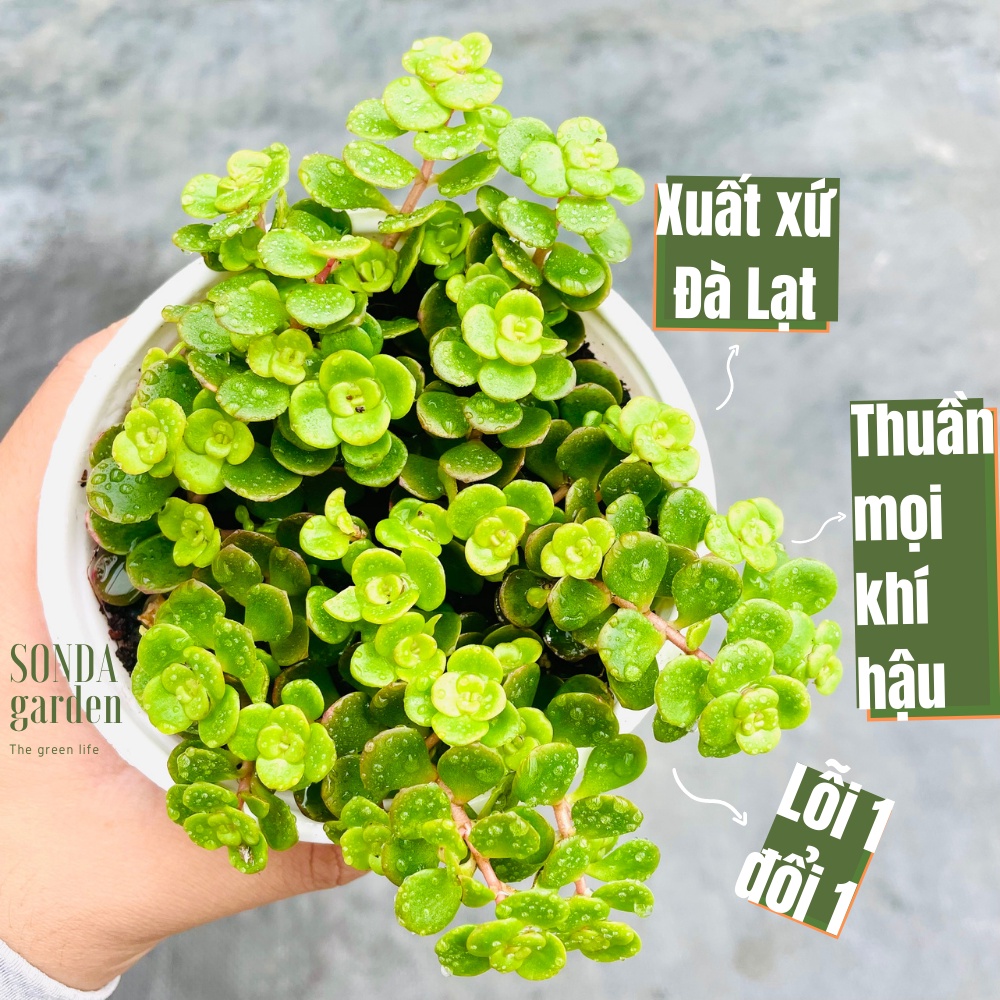 Sen đá sedum vảy cá sonda garden size trung bình 10-12cm, cây cảnh trang trí nhà cửa, lỗi 1 đổi 1