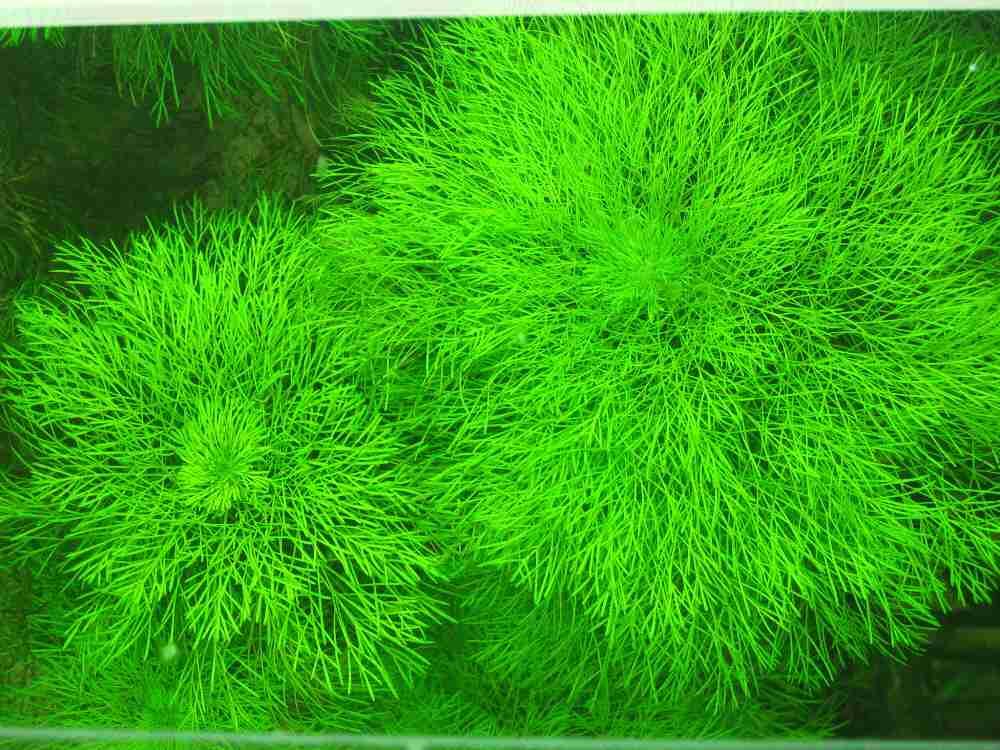 ĐẠI BẢO THÁP - THỦY SINH (4 cây)