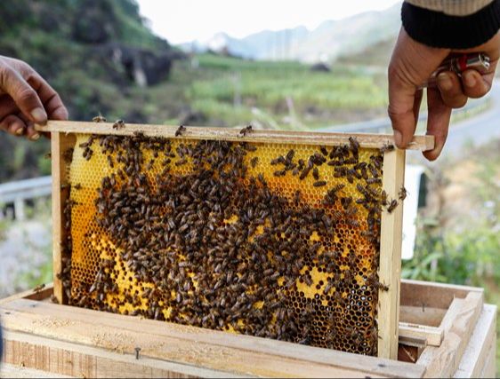 Mật ong nguyên chất hoa cà phê - Dalat Cordyceps