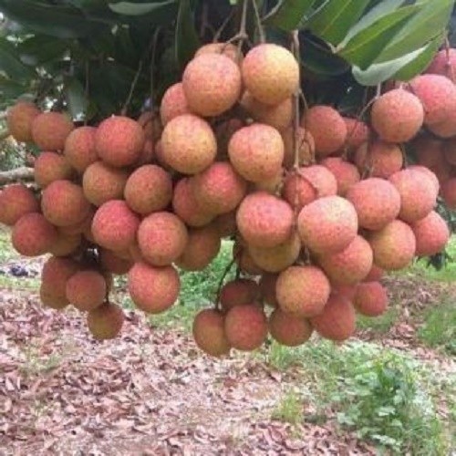 COMBO 2 CÂY GIỐNG VẢI THIỀU SIÊU QUẢ