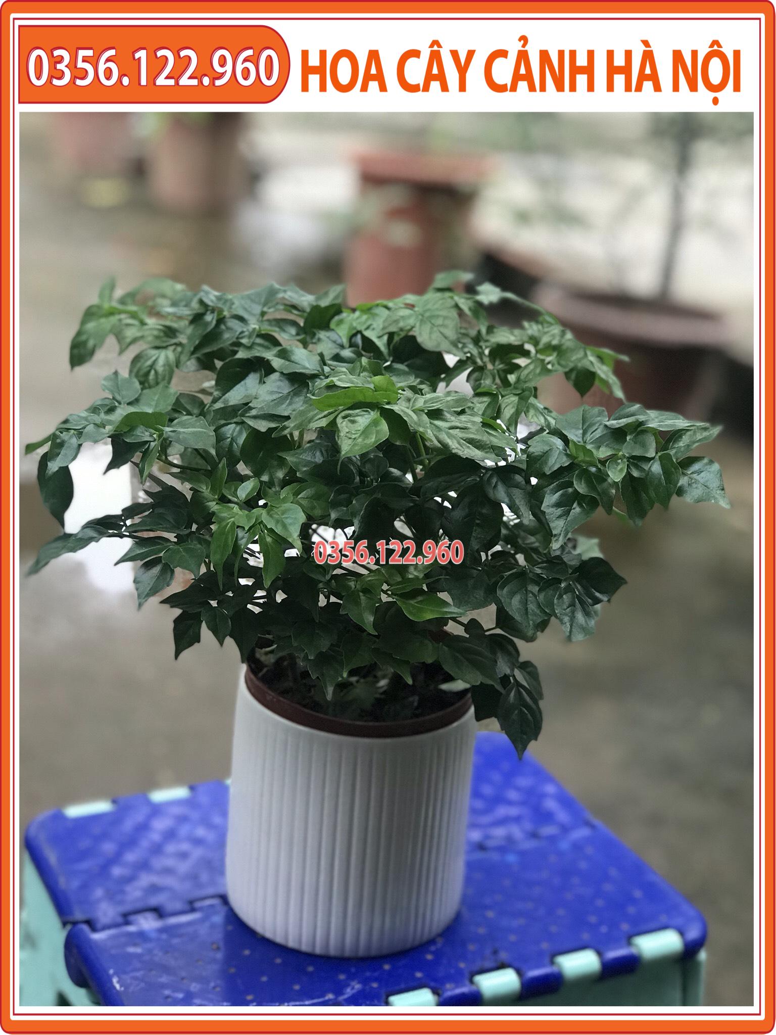 Cây hạnh phúc để bàn