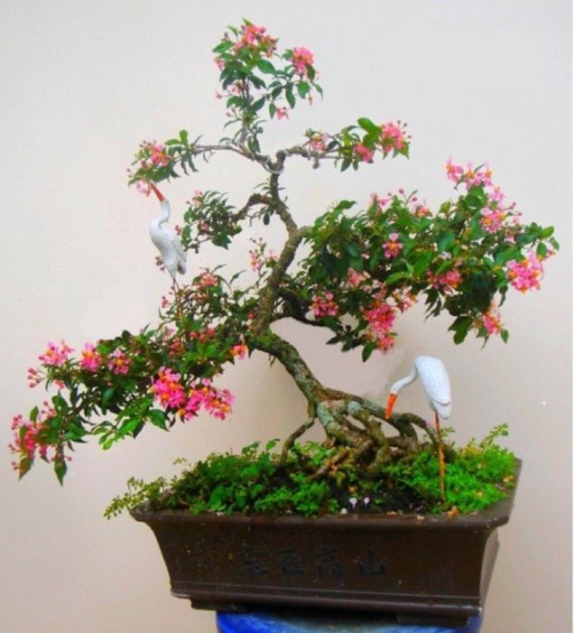 Cây giống Hồng Ngọc Mai zin