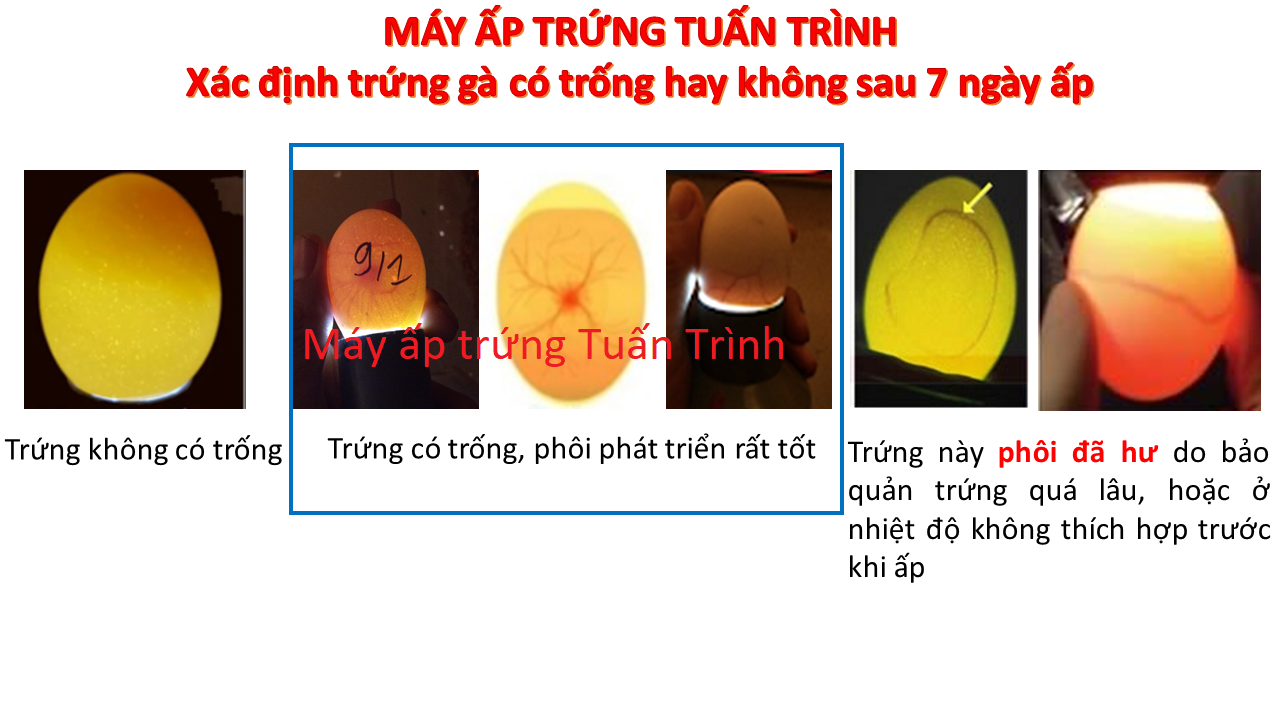 Máy ấp trứng Tự Chế với combo 8 món, Tỷ lệ nở cao