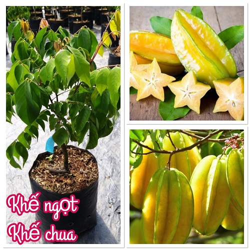 Cây giống khế chua, khế ngọt
