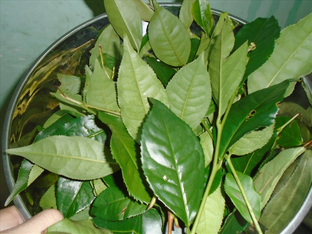 Combo 5 Cây Giống Trà Xanh - Chè Xanh