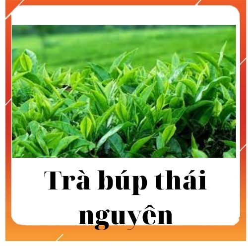 (PRESIP) 500G TRÀ (CHÈ)BÚP THÁI NGUYÊN  (CBTN001_
