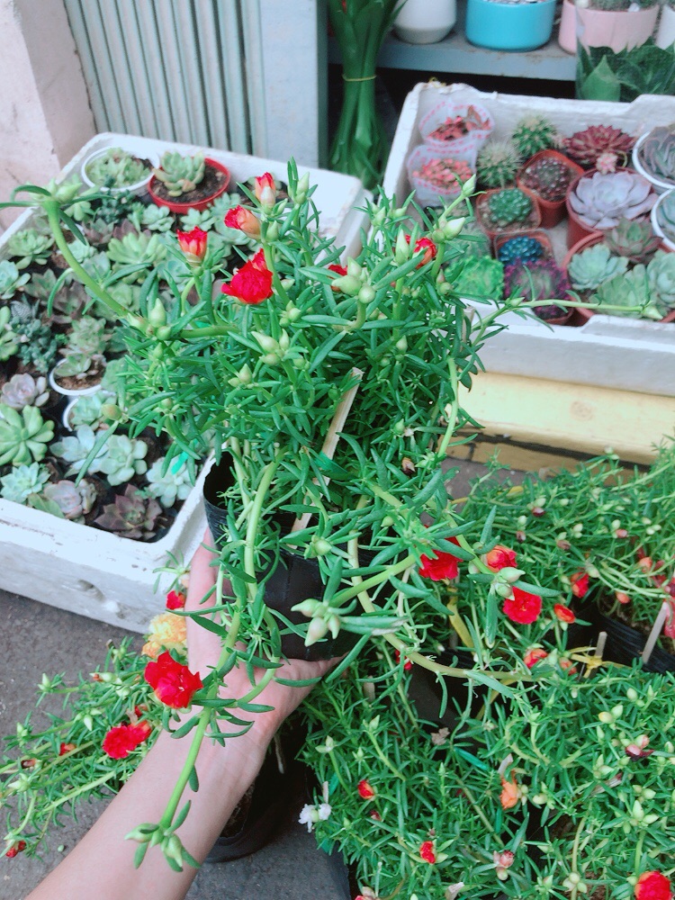 Hoa mười giờ mỹ (3 màu)