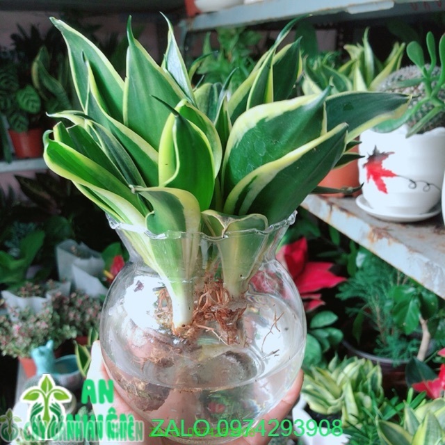 Chậu lưỡi hổ thái xanh thuỷ sinh