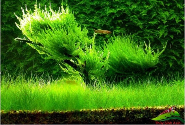Hạt Giống Thuỷ Sinh ( Ngưu Mao Chiên Lùn )